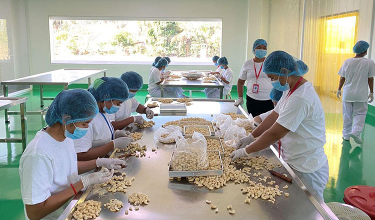 Cambodia, 2nd largest global exporter of cashews